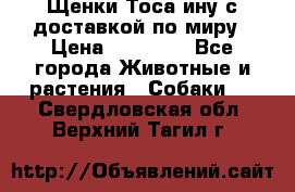 Щенки Тоса-ину с доставкой по миру › Цена ­ 68 000 - Все города Животные и растения » Собаки   . Свердловская обл.,Верхний Тагил г.